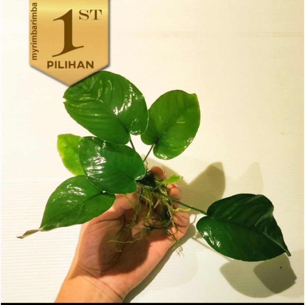 Paket (Isi 5 )Wabikusa Anubias Barteri Broadleaf Tanaman Air Aquascape Hiasan Aquarium Ikan