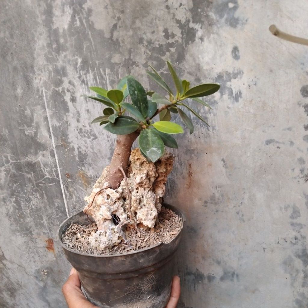 bonsai dolar korea otr