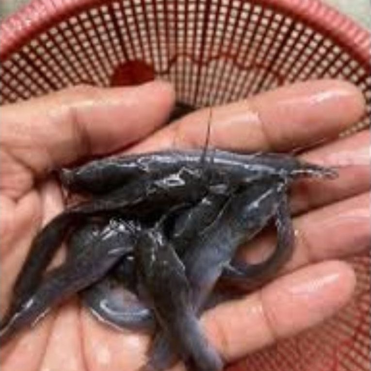 BIBIT LELE SANGKURIANG JUMBO 7-8CM HARGA PER EKOR