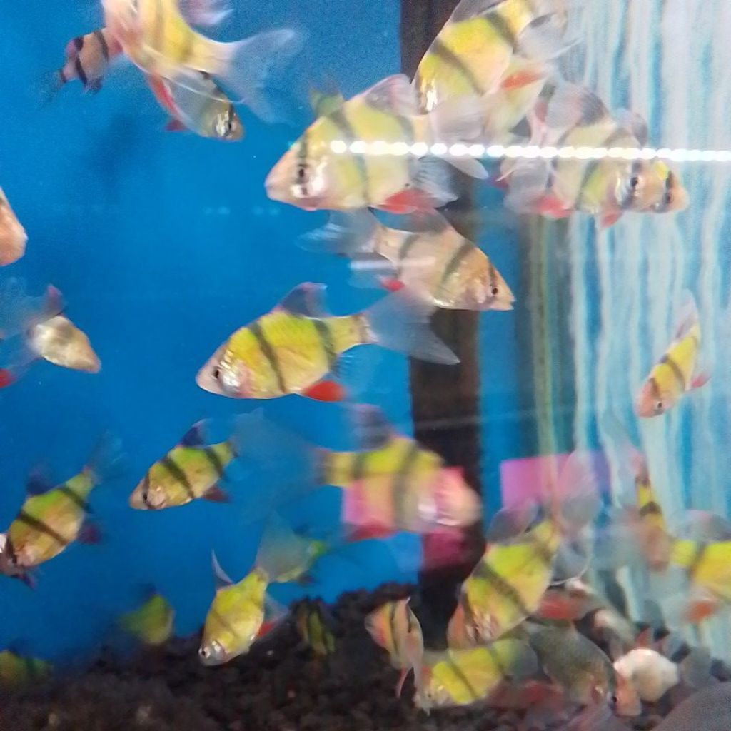 Tiger Sumatra slayer 2ekor