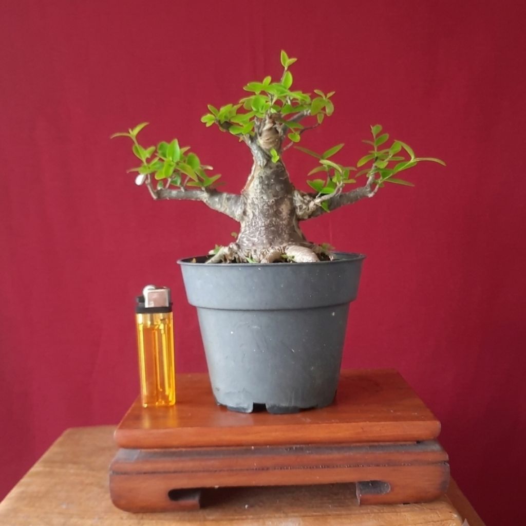 bonsai anput mamean asli realpict