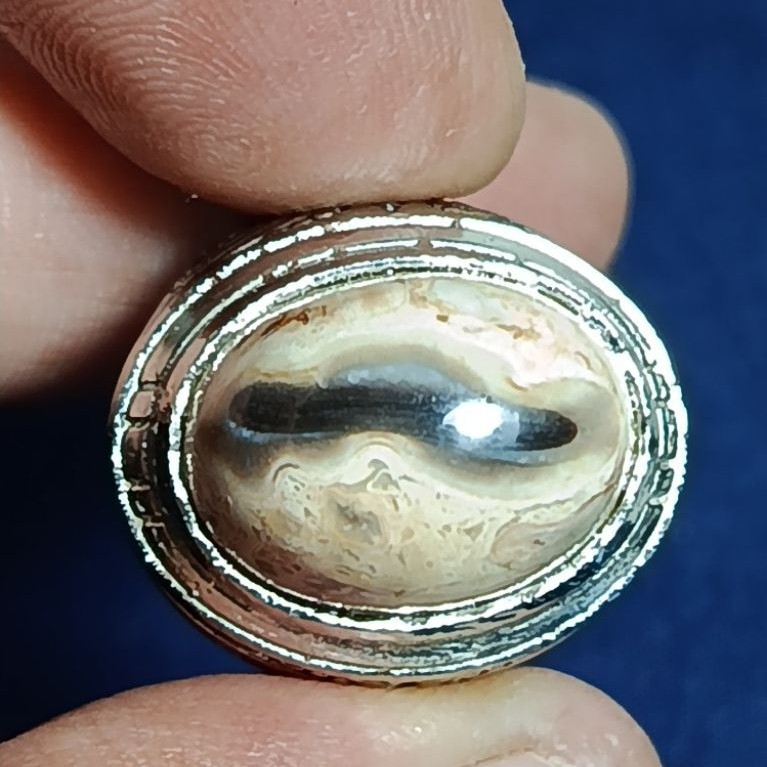 Natural Kelor Petrified Wood, GUPPY / Batu Fosil Kayu Kelor, IKAN GUPPY