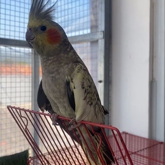 parkit australia Cockatiel betina Siapan 11 bulan