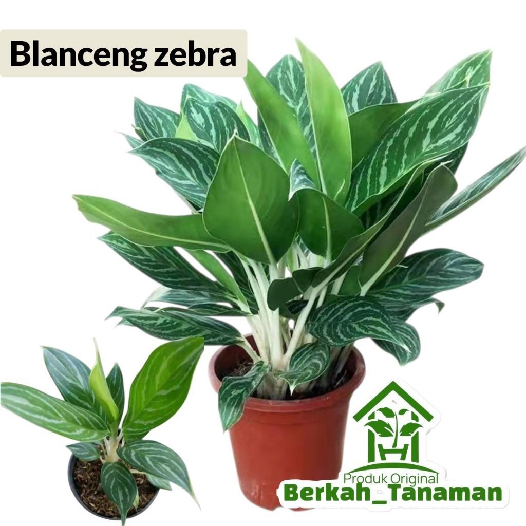 Tanaman hias blanceng srirejeki zebra - blanceng zebra
