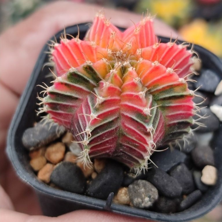 miha new hybrid varigata seedling warna cakep