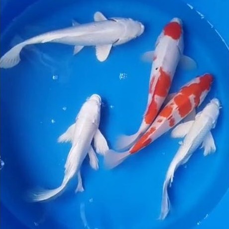 Ikan koi paket 5 ekor ikan koi  ukuran 27-33cm real sesuai foto