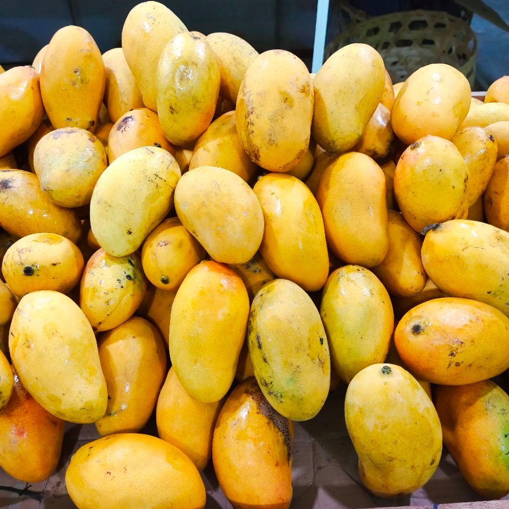 Mangga podang mangga segar buah kuning untuk makan dan jus
