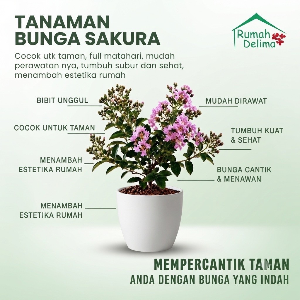 Tanaman Bunga Sakura Hidup