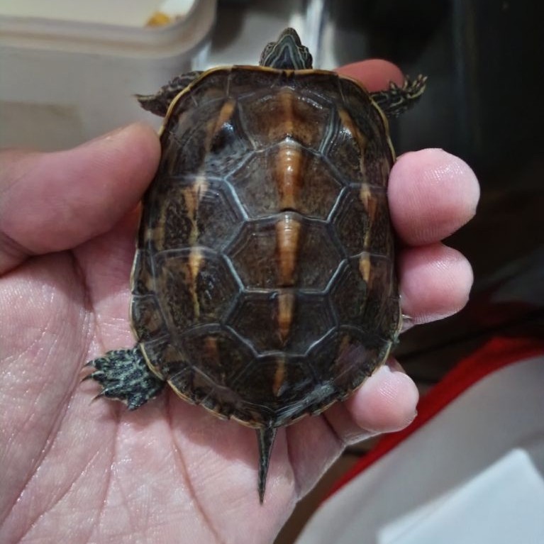 Kura Ocadia sinensis 7-8 cm