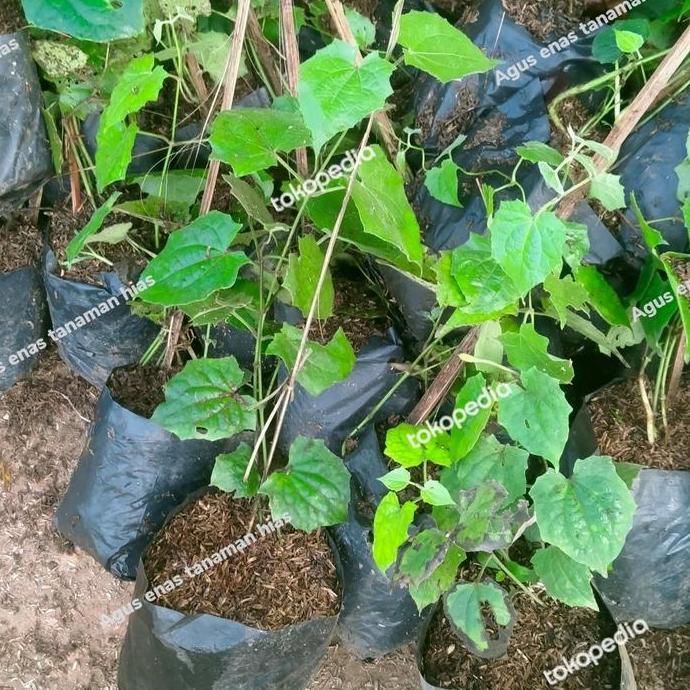 Promo Tanaman Rambat Bunga Tumbergia Bunga Putih Thunbergia Merambat Diskon