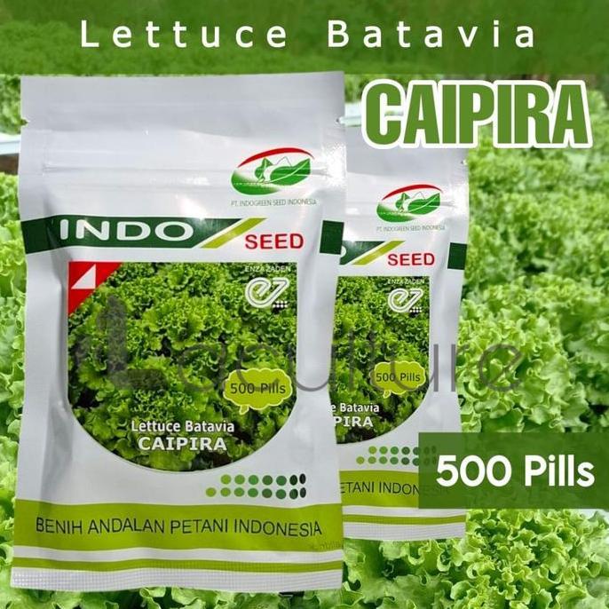 Benih Selada Caipira Isi 500 Pills Lettuce Batavia Indo Seed