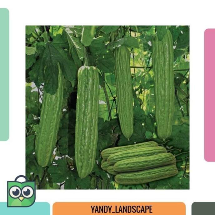 POHON 3 Benih Pare Dulco F1 bibit tanaman sayur sayuran / buah DDDD TAMBULAPOT BERKWALITAS NO 1