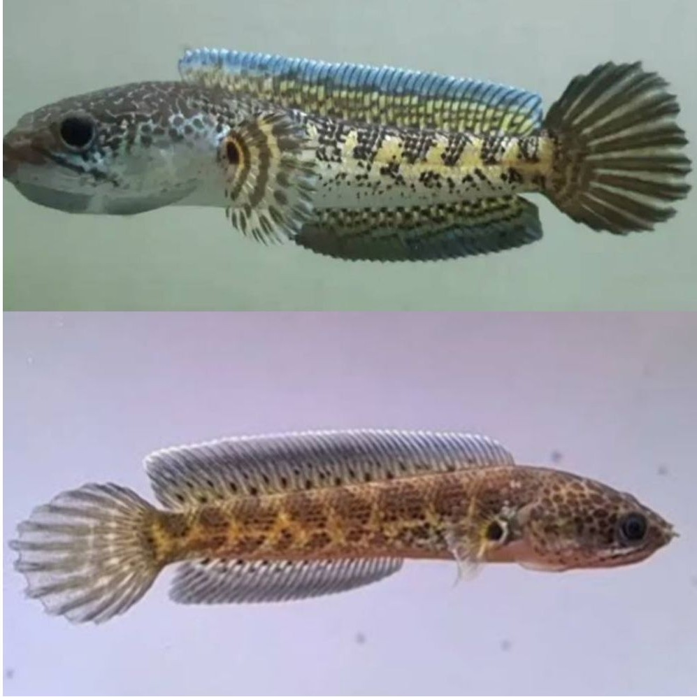 Hiasan Aquarium Chana Auranti 6-7Cm Grade B (Free Packing)