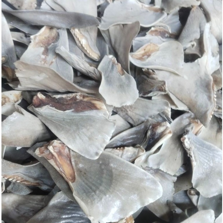 Hisit utuh bahan sup hisit 500gram