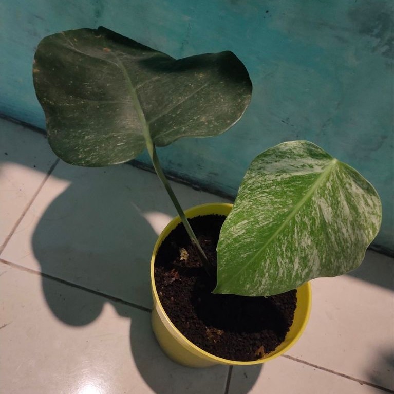 monstera white monster