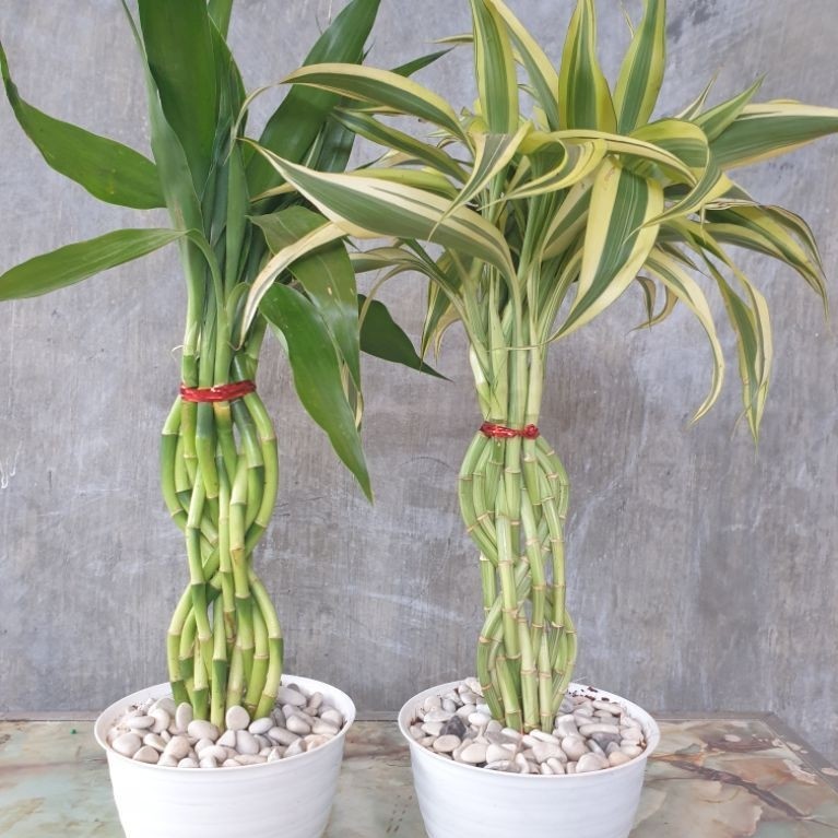 Tanaman Hias Bambu Hoki Infinity / Bambu Sri Rejeki / Lucky Bamboo