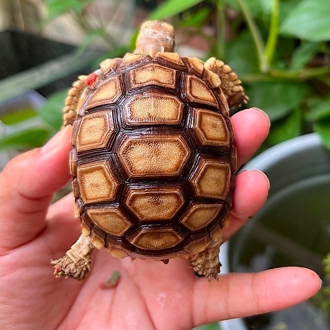 Hiasan Taman Sulcata Kura Darat 8cm
