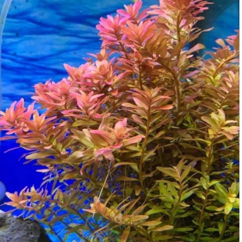 ROATALA SP PINK AQUATIC PLANT AQUASCAPE / Spirodela