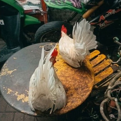 ayam kate jantan ceper mataraman