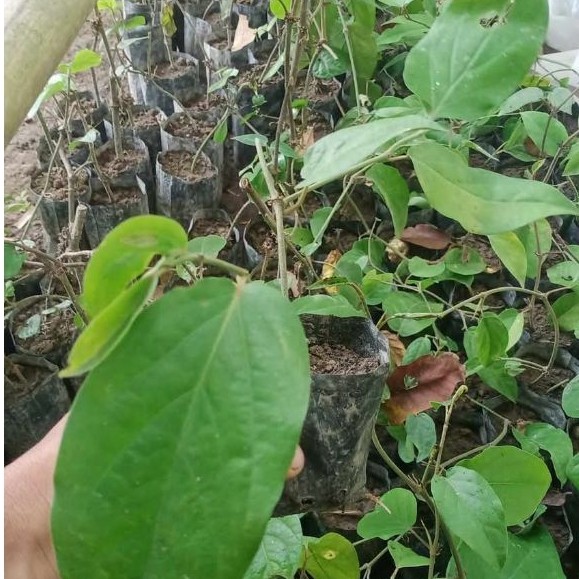 cabe jamu / cabe jawa