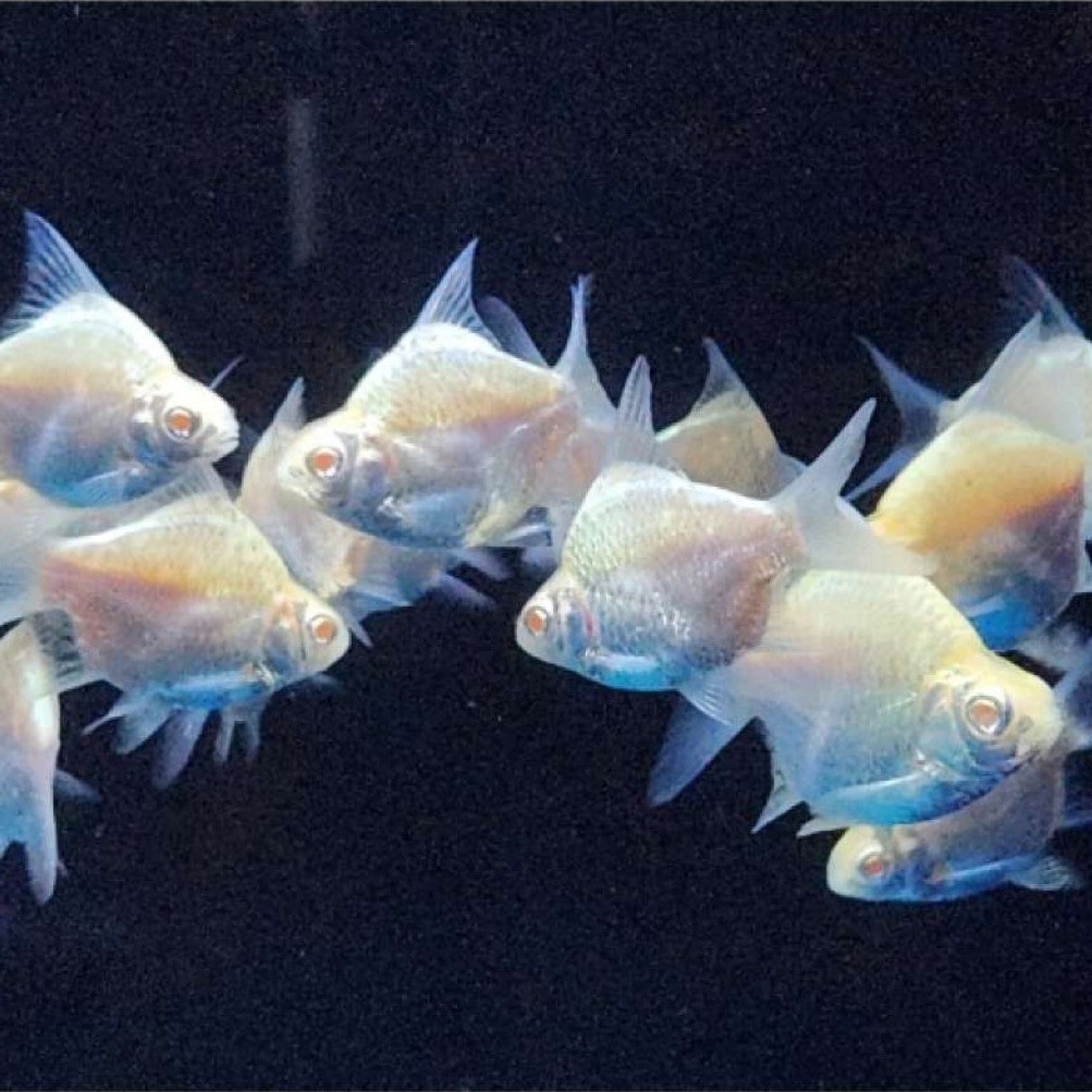 kaviat albino sb