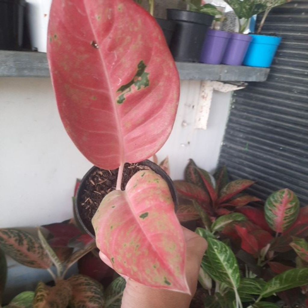 Aglonema Bigroy Mutasi