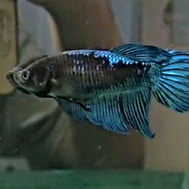 Cupang BETINA / FEMALE Veiltail Emerald SIZE L   Full Egg ((( REALLL PICTTT )))
