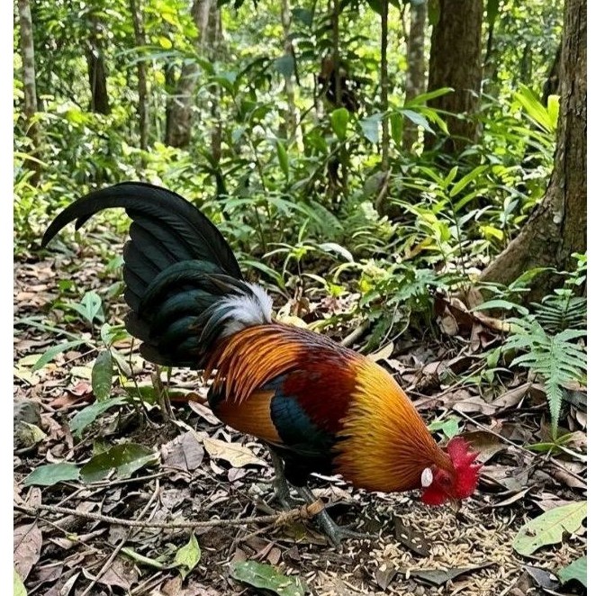 TELUR AYAM HUTAN  ASLI MERAH SUMATRA  UNTUK DITETASKAN
