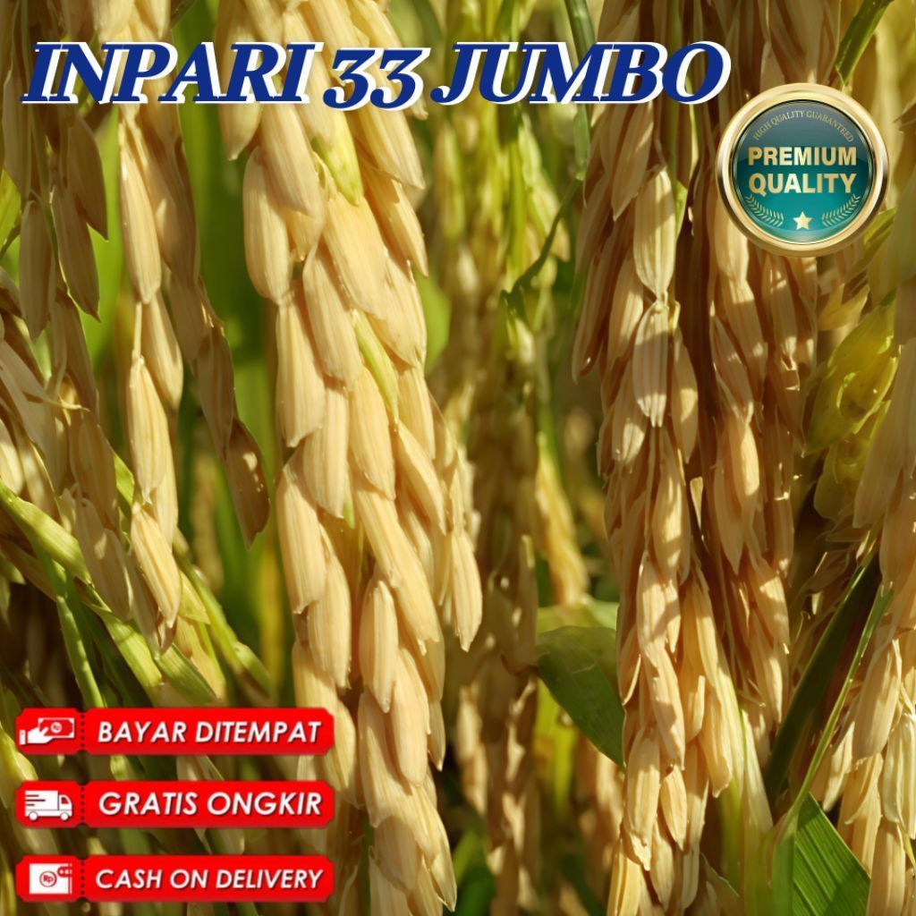 Bibit Benih Padi Inpari 33 Jumbo Berkualitas Unggul Super Premium Kemasan 5kg