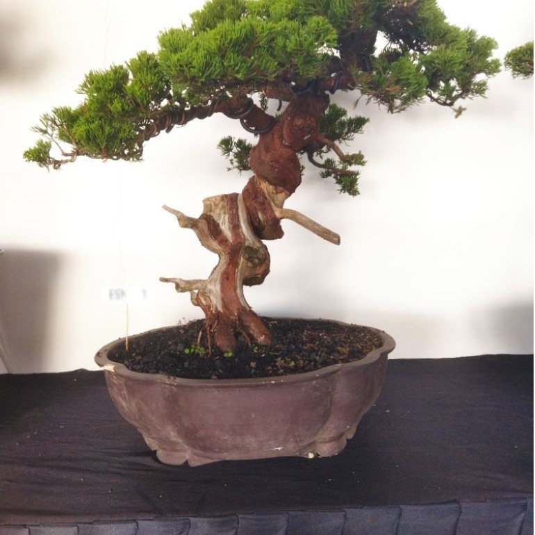 Bonsai_cemara_sinensis