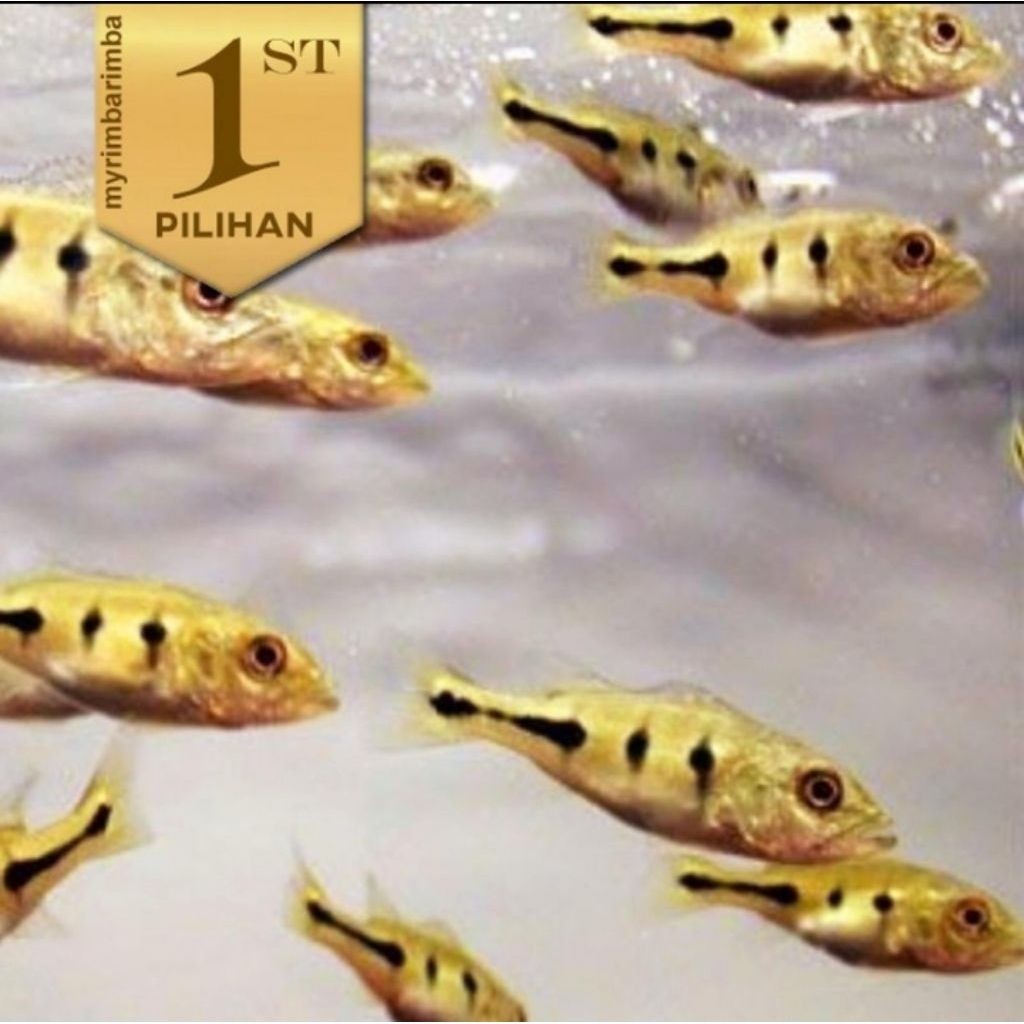 IKAN HIAS PBASS / IKAN HIAS PEACOCK BASS Aquarium Fish
