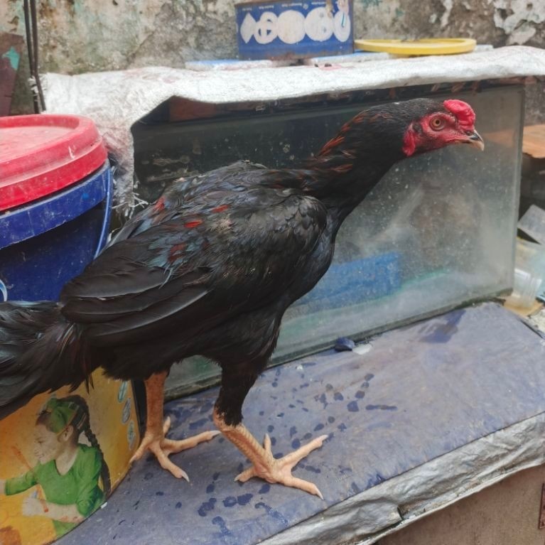 Ayam Jago BANGKOK PAKOY umur 6 Bulan