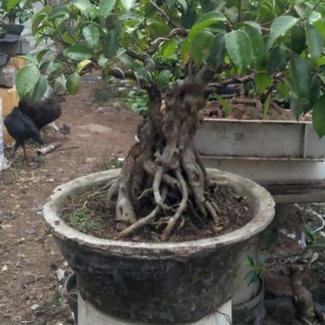 Bonsai ficus benjamina