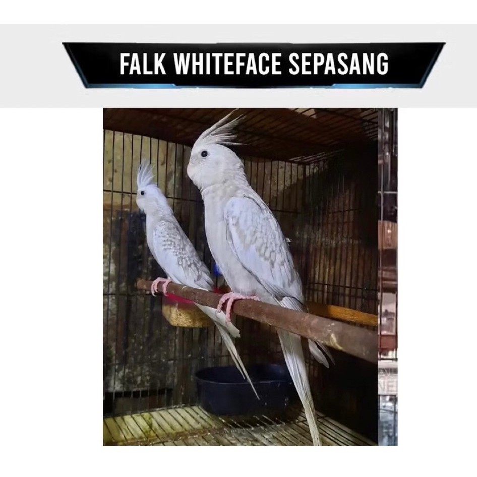 Burung Cockatiel Falk Parkit Australia Warna White Face Pearl WF Mutiara Sepasang