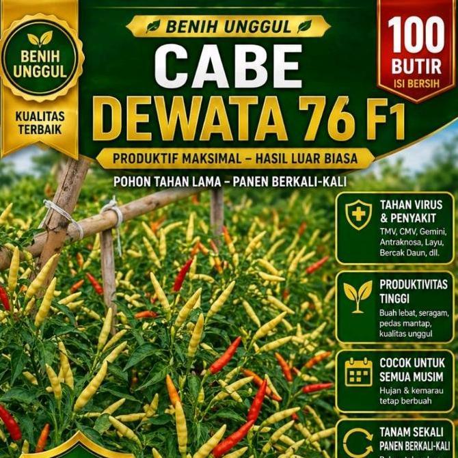 DEWATA 76 F1 isi 100 butir bibit cabai rawit hibrida pertumbuhan menyemak hasil 1.2-1.5 kg per tanam