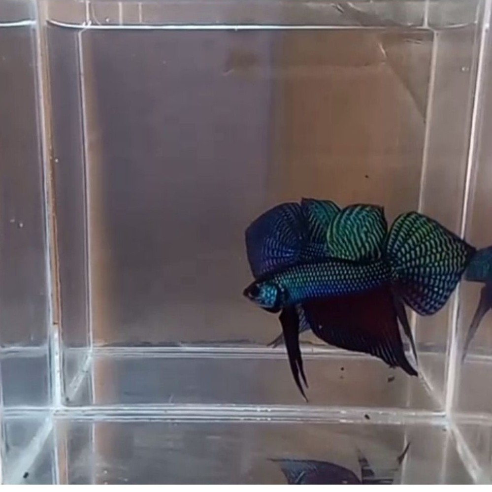 WildBetta Smaragdina Carbon Medium Size