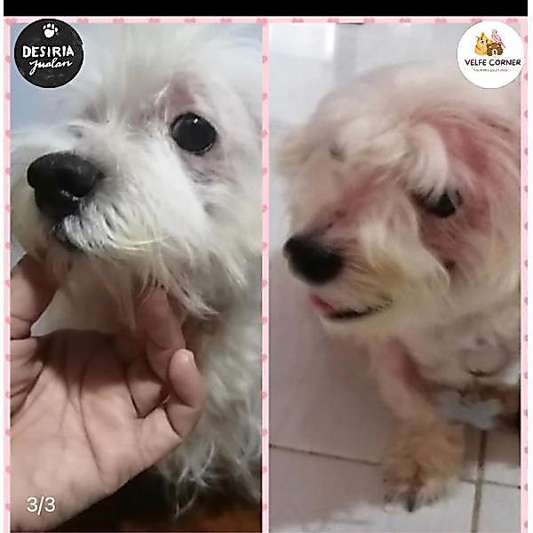 Desiria Jualan Shampo Anak Kosan 200 Ml- Shampo Anti Jamur Ampuh Kucing Anjing / Scabies / Demodex /