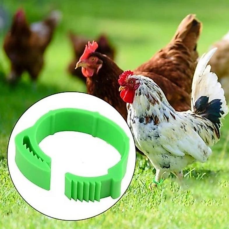 100pcs Gelang Ayam Cincin Kaki Ayam Ring Kaki Ayam Gelang Untuk Kaki Ayam Bebek Klip Unggas Plastik