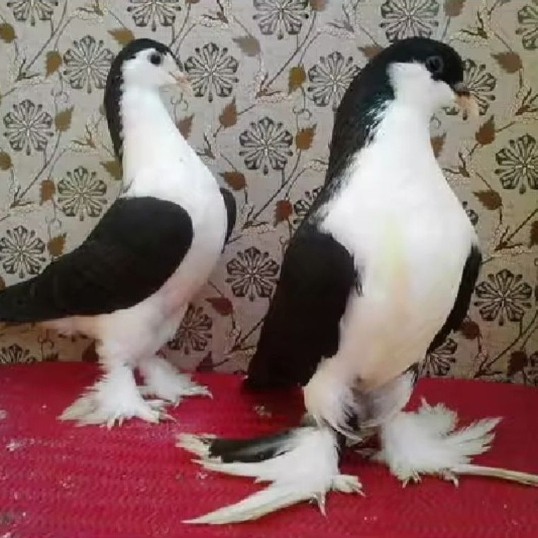 TELUR MERPATI LAHORE UNTUK DI TETASKAN