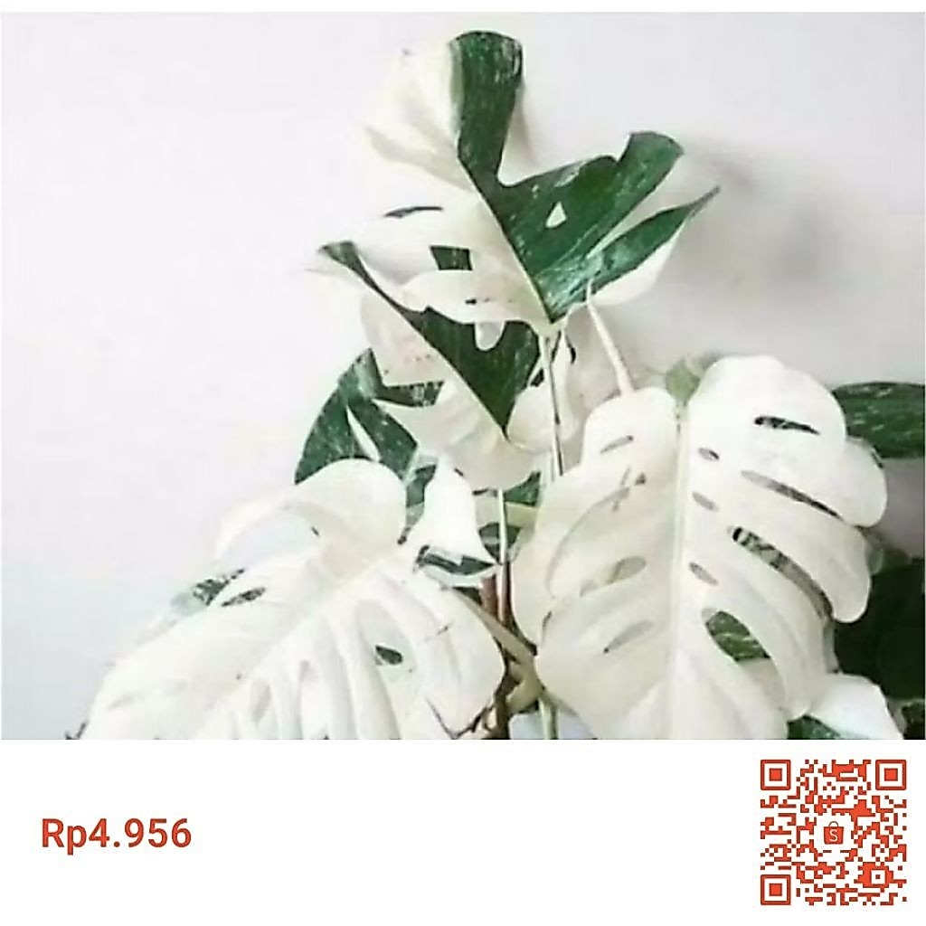 Tanaman Hias Monstera Albino Variegata Murah