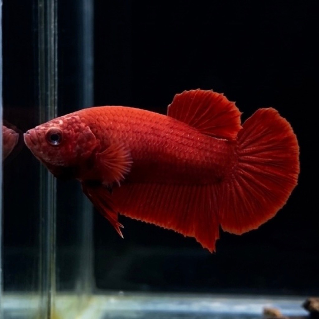 (REAL PIC) HMPK BETINA SUPER RED GACOR CUPANG BETINA
