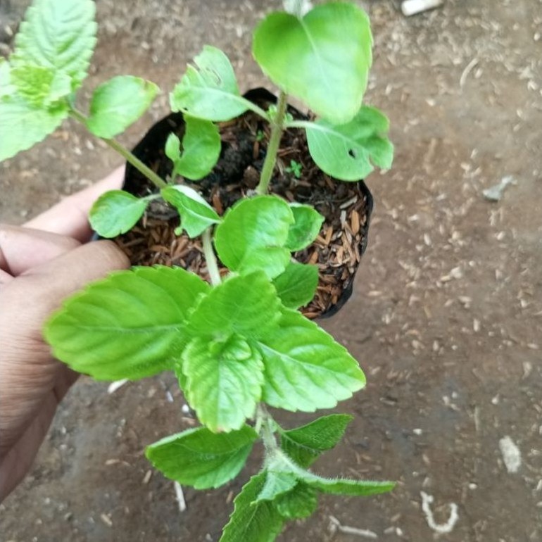 Cincau hitam/Janggelan/tanaman hidup cincau hitam