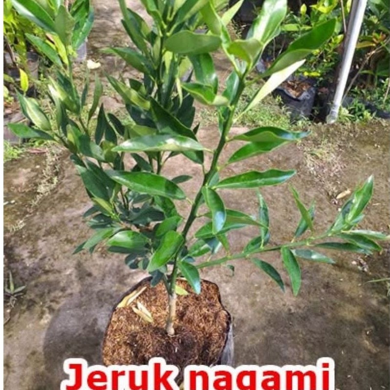 Bibit jeruk nagami Bibit jeruk nagami