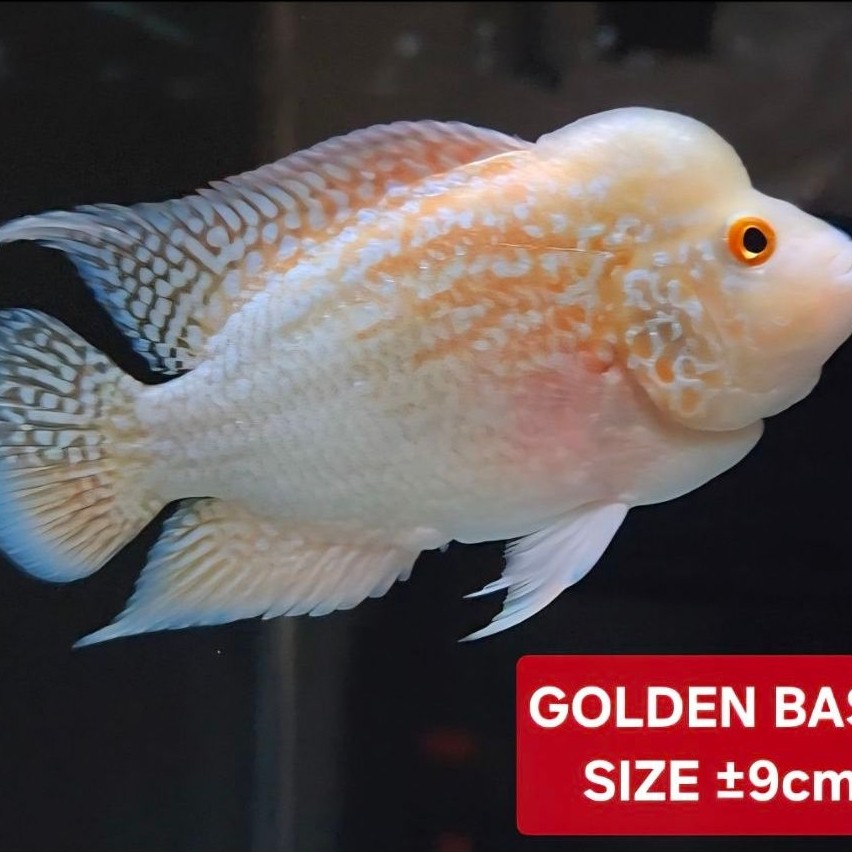 ikan Louhan Golden Base size ±9-10cm an SESUAI FOTO dan VIDEO