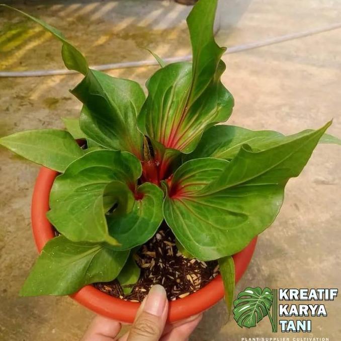 Tanaman hias anthurium obor merah - Anthurium obor