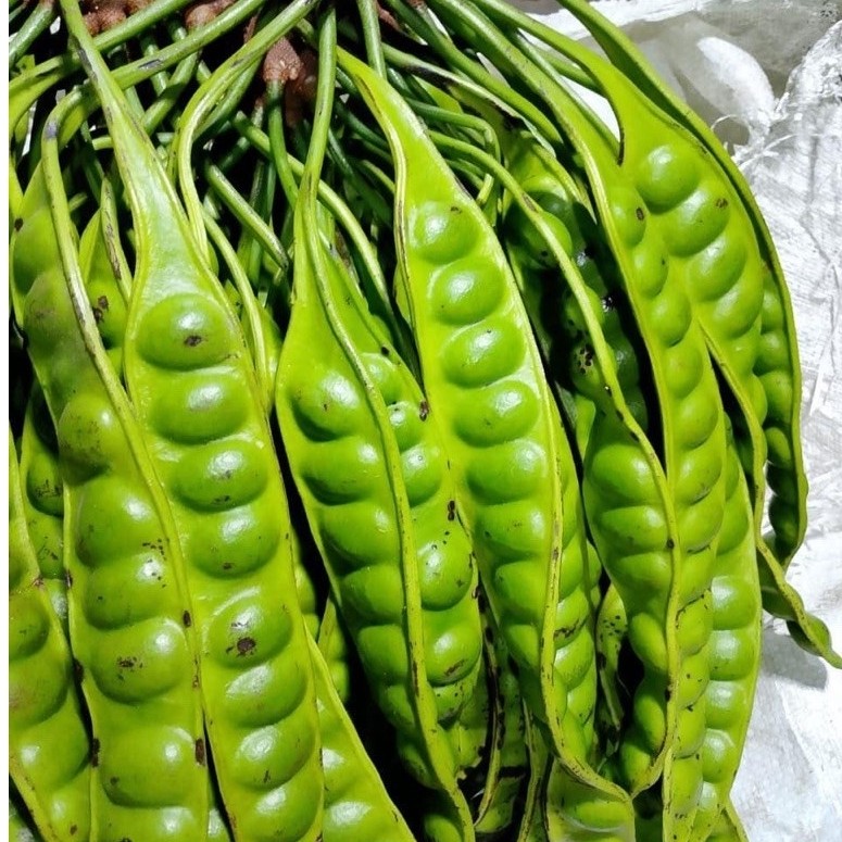 PETAI SEGAR PREMIUM PER PAPAN | Petai Fresh Alami Belum Dikupas | Petai Papan Segar