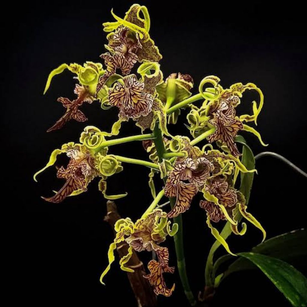 Anggrek  Dendrobium Spectabile Usia Remaja