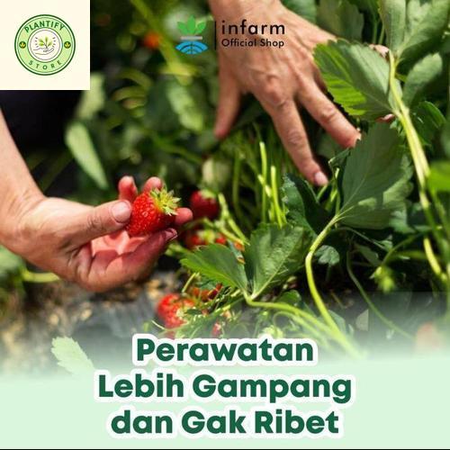 - Pupuk AB Mix Hidroponik Besar Strawberry Organik 1000 Liter Pupuk Hidroponik Bubuk Instan Nutrisi 