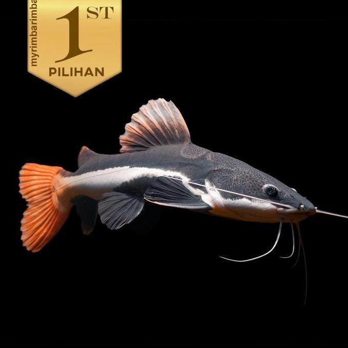 Red Tail Catfish (RTC) Ikan Hias Predator Hiasan Aquarium Aquascape