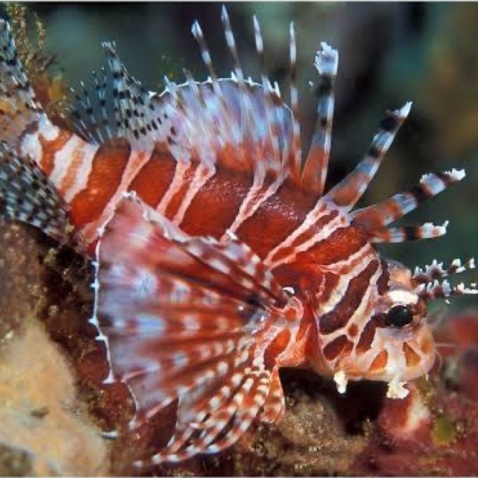 scorpion kembang | lion kembang | lion fish